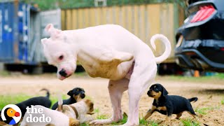 2Legged Dog Has The Cutest Reaction To His Foster Puppies  The Dodo [upl. by Ariek]