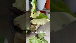 Unboxing plants  Alo Black Stem amp Cucullata Var Mon Adansonii amp Acuminata Var ZZ Var Micans Var [upl. by Sergent]