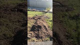 I’m tired grandpa treestump stumpgrinding stumpremoval satisfying like subscribe holes [upl. by Enwad718]