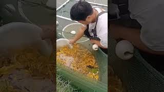 Yellow croaker fry fishing process [upl. by Prager637]