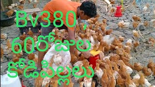 Bv380  Chicks 60 days [upl. by Wells599]