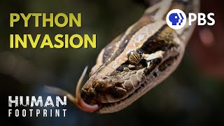 Giant Pythons Have Overrun Florida Here’s Why [upl. by Oznecniv177]