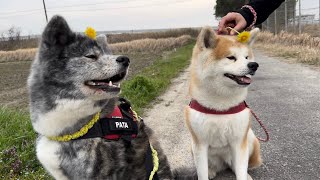 春の草花を見せられると嫌な予感しかしなくて顔を背ける秋田犬姉妹【Akitainu】akitainupata [upl. by Gonsalve]