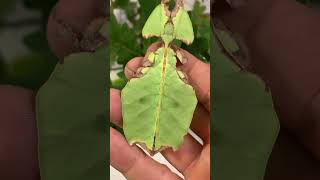 Pulchriphyllium giganteum Tapah 🇲🇾🐘 phasmatodea leafinsect leafinsects [upl. by Cyrano711]