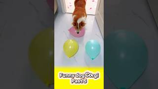 Funny Dog Corgi  past 5 dog corgi funny pets dogshorts cutedog cute animals shorts [upl. by Estus]