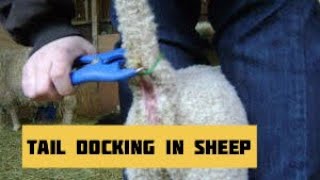 How to dock Dorper Sheep Tail  Dorper Sheep Farming in Kenya [upl. by Aysahc]