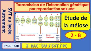 Etapes de la méiose transmission de linformation génétique par reproduction sexuée [upl. by Eenahc]