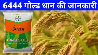 6444 गोल्ड धान की जानकारीहाईब्रिड धान की उन्नत किस्म 2023Bayer Arize 6444 gold paddy veriety [upl. by Karna]