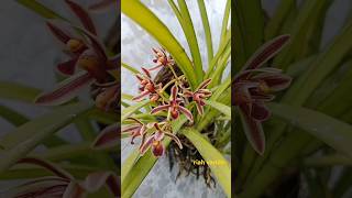 Cymbidium bicolor [upl. by Constantine750]