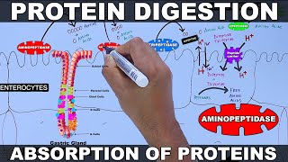 Digestion and Absorption of Proteins [upl. by Nnaj751]