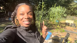 MY FALLWINTER GARDEN UPDATE AND TIPS gardening garden howto trending fyp [upl. by Neenahs146]