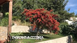 Pyracantha coccinea [upl. by Brause298]