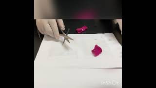 Nyctaginaceae flower dissection usamakabdelhameed [upl. by Arbed]