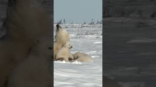 Polar Bear Cub wildlife [upl. by Eikram]