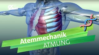 Atemmechanik Was passiert bei der Atmung  einfach erklärt  alpha Lernen erklärt Biologie [upl. by Neel]