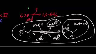 Biochemistry  Lactate Dehydrogenase [upl. by Tloh680]