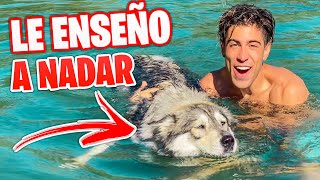 MI PERRITA HELA APRENDE A NADAR EN LA PISCINA [upl. by Attiuqehs895]