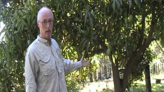 How to grow mangoes [upl. by Holtz]