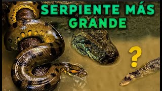 Las serpientes más grandes del mundo Revelando su oscuro secreto [upl. by Acihsay]