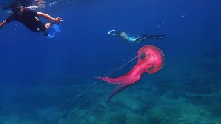 Kornati Croatia freediving 2024 [upl. by Elvis632]