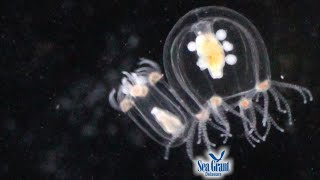 15 Second Science  Zooplankton [upl. by Ernestus]