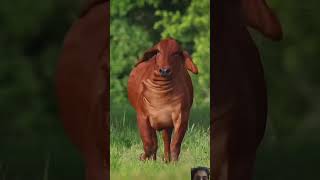 very beautiful Bahama big cow animals shortsvideo treadingvideo virelshorts cow yshorts [upl. by Alikee805]