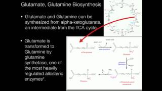 Glutamate Glutamine Biosynthesis [upl. by Dde]