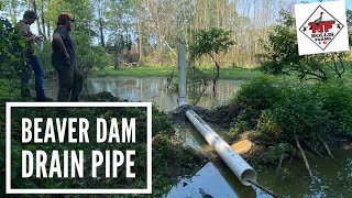 Beaver Dam Drain Pipe [upl. by Rockie]