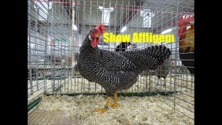 Poultry show Affligem 2018 Slideshow [upl. by Filipe]