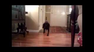 Dog Barking at Doorbell Sound Effect [upl. by Molly975]