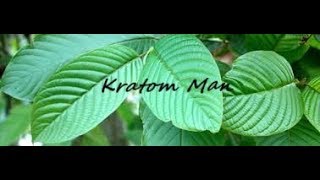 growing mitragyna speciosa kratom from seeds [upl. by Caesar]