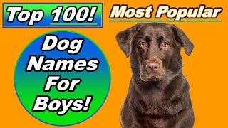 Top 100 Dog Names For Boys with Meanings and Origins [upl. by Beale]