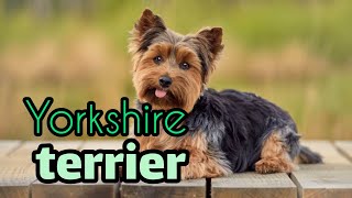 Yorkshire Terrier [upl. by Job781]