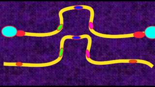 GENETICS 3 CHROMOSOMES PERICENTRIC PARACENTRIC INVERSIONS [upl. by Eitsud]