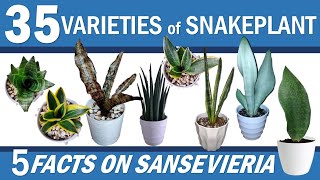 35 Types SNAKE PLANT Plus 5 Facts on 35 Sansevieria Varieties  Thank You 1000 Subscribers [upl. by Gram]