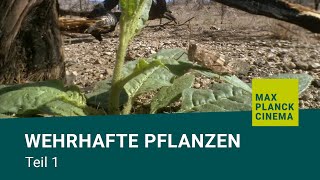 Wehrhafte Pflanzen Teil 1 [upl. by Cadal]