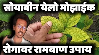 सोयाबीन Yellow Mosaic Virus रोगावर असे करा नियंत्रण ll soybean yellow mosaic virus ll yellow mosaic [upl. by Llerrehs]