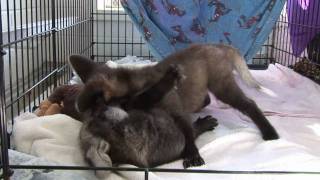 Maned Wolf Pup Pair Playing  Six Weeks Old [upl. by Ynehteb]