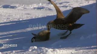 Giant Petrels hunting their favourite food emperor penguin chicks [upl. by Maloy]