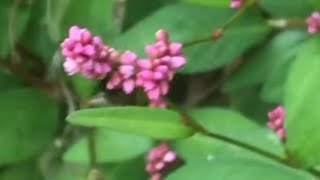 pinkweed smartweed knotweed polygonum [upl. by Ilrahc324]