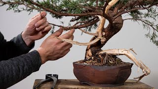 How to Make a Juniper Bonsai [upl. by Esina]