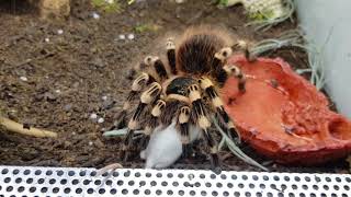 Acanthoscurria geniculata eating mouse [upl. by Garretson]