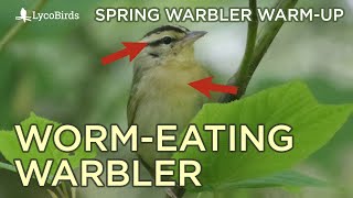 Wormeating Warbler Identification  Spring Warbler Warmup [upl. by Ahsinot]