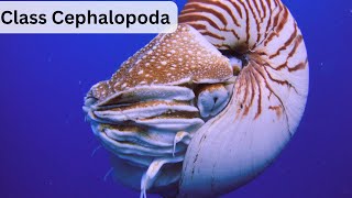 Class Cephalopoda  Complete Lecture UrduHindi [upl. by Misak435]