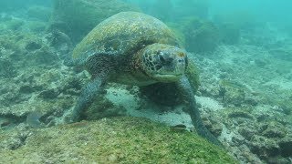 Carolina study finds genetic evidence that magnetic navigation guides loggerhead sea turtles home [upl. by Ohl243]