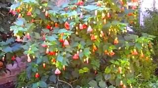 Abutilon hybrids  Chinese Lantern [upl. by Arlan]