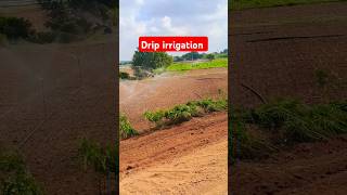 Drip irrigation method।drip irrigation viralvideo shortsvideo shorts trending sorts soch [upl. by Sert]