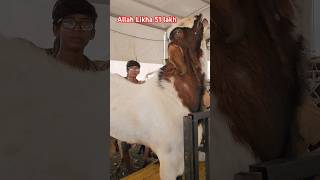 Allah Likha bakra 51 Lakh deonar bakra mandi 2024 🐐 [upl. by Ahsenev]