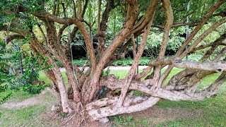 Oldest Myrtle Myrtus communis of Germany is enormous [upl. by Assina447]