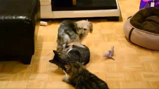 Cats attack dog dog humps cat video [upl. by Femi237]